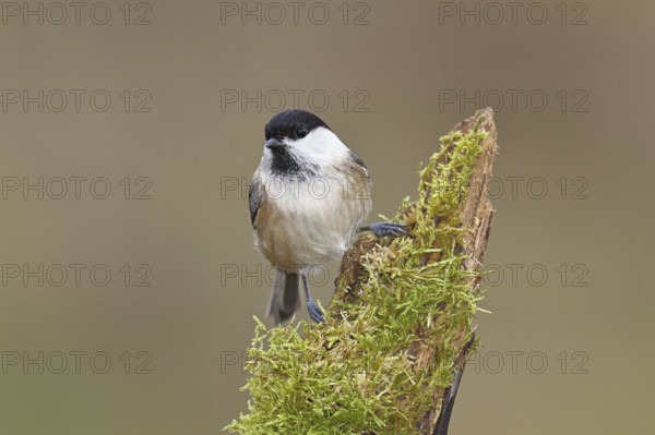Willow Tit (Parus montanus), Willow Tit (Parus montanus) sitting on a branch overgrown with moss, Wildlife, Animals, Birds, Wilnsdorf, North Rhine-Westphalia, Germany