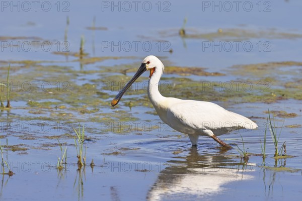 Spoonbill (Platalea leucorodia), adult bird striding through shallow water, adult bird in splendour, wildlife, Ziggsee, Burgenland, Austria