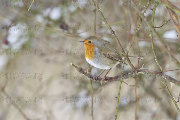 Robin (Erithacus rubecula), on a twig in the branches of a dog rose (Rosa canina), Wilnsdorf, North Rhine-Westphalia, Germany