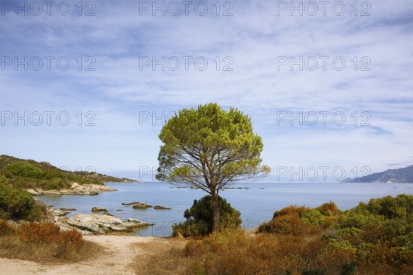 Desert des Agriates or Agriates desert on the Gulf of Saint-Florent in the Mediterranean, Haute-Corse, Corsica
