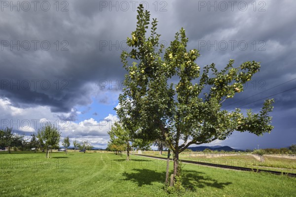 Cultivated apple (Malus domestica), Kohlenbacher apple, fruit, fruit tree, newly planted meadow orchard, meadow, track bed, tracks, blue sky, cumulus clouds, cumulonimbus clouds, white and dark clouds, country road L125, Krozinger Straße, Staufen im Breisgau, Black Forest, district Breisgau-Hochschwarzwald, Baden-Württemberg, Germany