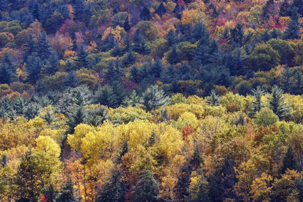 Autumn leaves, Indian summer, forest, Maine, New England, USA