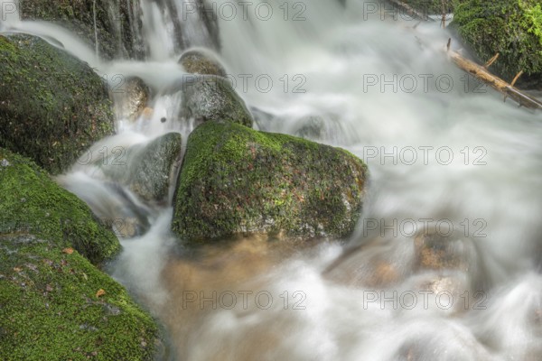 Water in a stream flows across moss-covered rocks. The scene is set in the forest in spring, with soft light streaming through the trees. Vosges, France