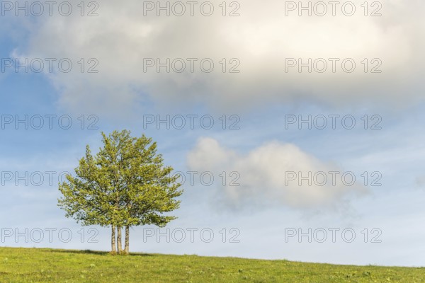 Isolated trees on the top of the Vosges mountains. france