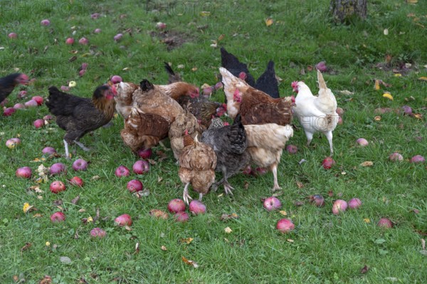 Chickens (Gallus gallus domesticus) in a meadow with fallen apples (Malus), Morschreuth, Upper Franconia, Bavaria, Germany