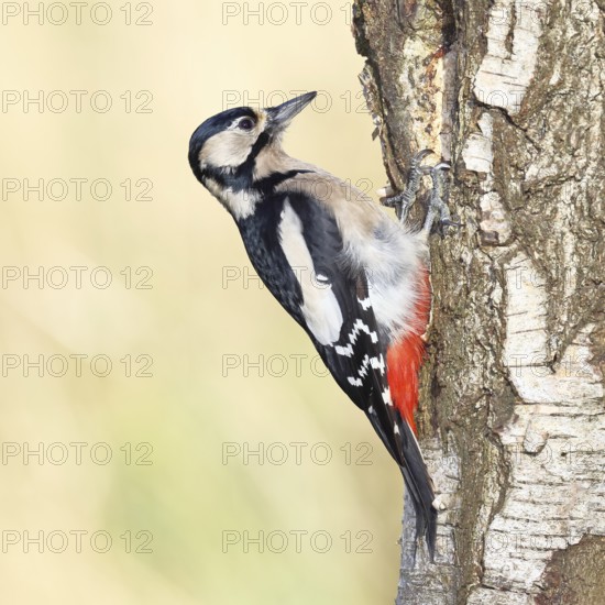 Great spotted woodpecker (Dendrocopus major), female, foraging on the trunk of a common birch (Betula pendula), wildlife, woodpeckers, nature photography, autumn, Wilnsdorf, North Rhine-Westphalia, Germany