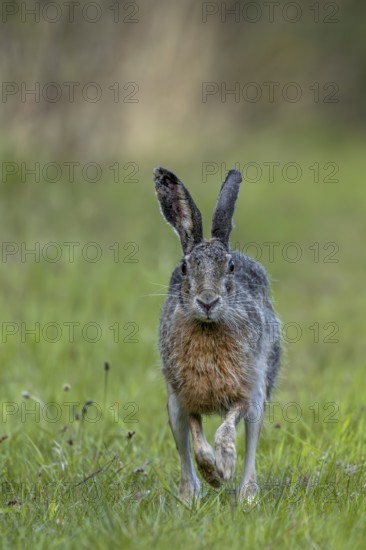 In the evening, the brown hare (Lepus europaeus) leaves its nest in the forest and hops to the nearby meadow, frontal view, Denmark