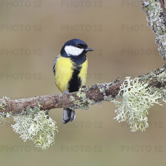 Great Tit (Parus major), sitting on a branch overgrown with moss and lichen, Wildlife, Animals, Birds, Tits, Wilnsdorf, North Rhine-Westphalia, Germany