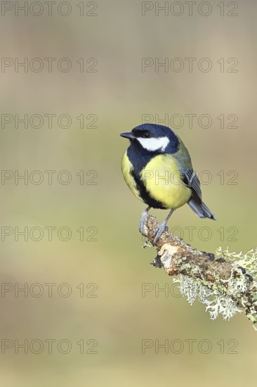 Great Tit (Parus major), sitting on a branch overgrown with moss and lichen, Wildlife, Animals, Birds, Tits, Wilnsdorf, North Rhine-Westphalia, Germany