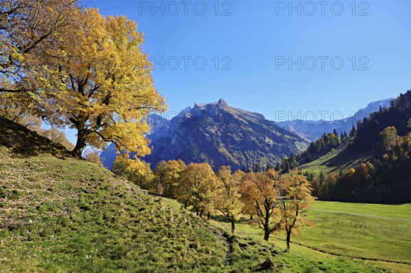 Old sycamore maple (Acer pseudo plantanus), in autumnal discolouration, Canton Glarus, Switzerland