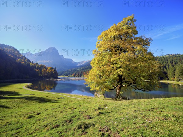 Autumn-coloured sycamore maple (Acer pseudo plantanus), at Obersee, Näfels, Canton Glarus, Switzerland
