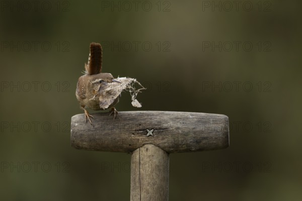 Eurasian wren (Troglodytes troglodytes) adult garden bird on a fork handle with nesting material in its beak in spring, England, United Kingdom
