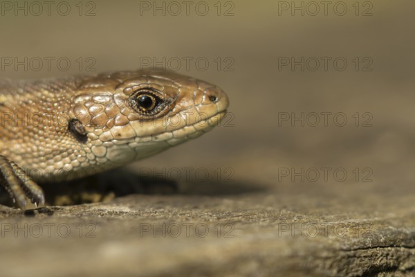 Common lizard (Zootoca vivipara) adult reptile on a wooden sleeper in summer, England, United Kingdom