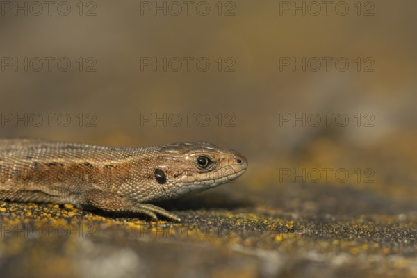 Common lizard (Zootoca vivipara) adult reptile resting on a wooden sleeper in summer, England, United Kingdom