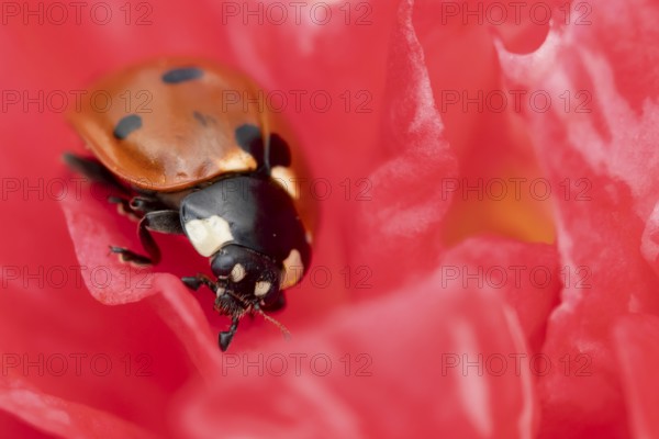 Seven-spot ladybird or ladybug (Coccinella septempunctata) adult beetle on a garden Camellia flower in spring, England, United Kingdom