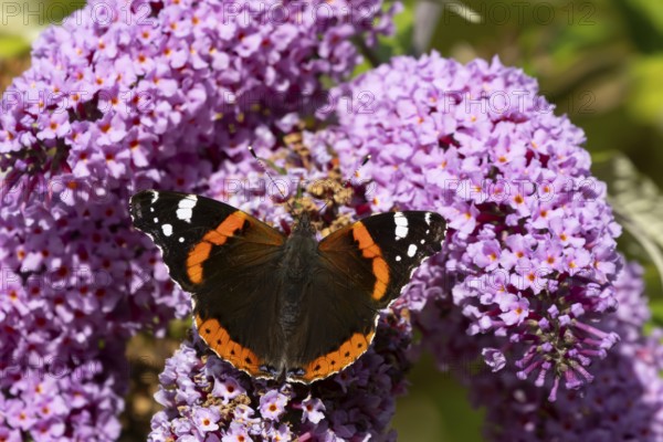 Red admiral butterfly (Vanessa atalanta) adult insect feeding on a garden purple Buddleja or Buddleia plant flowers in summer, England, United Kingdom