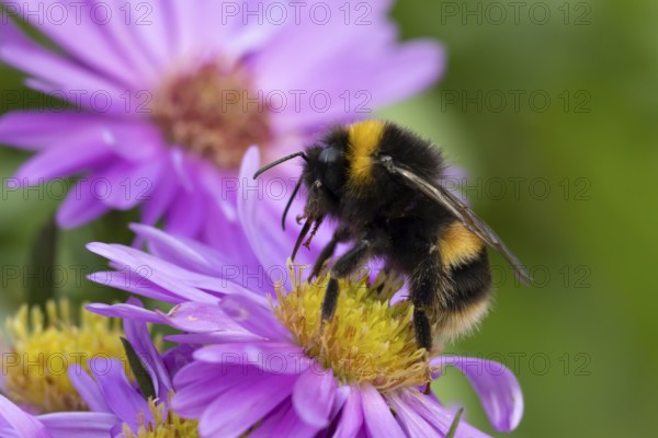 Garden bumblebee (Bombus hortorum) adult bee insect feeding on purple garden Aster plant flowers in summer, England, United Kingdom