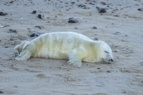 Atlantic grey seal (Halichoerus grypus) juvenile baby pup animal sleeping on a seaside beach in winter, England, United Kingdom