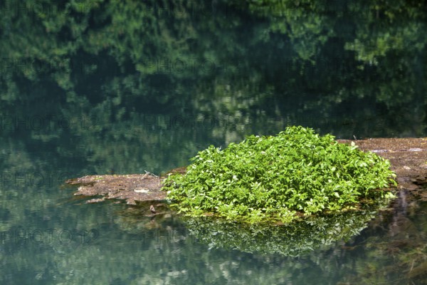 The Rhume Spring with blue-green colouration, source of River Rhume, large karst spring, Harz mountains region, Rotenberg ridge, near Rhumspringe, Germany