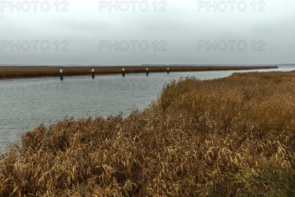 Lagoon area at the Meinigenbrücke near Zingst, Fischland-Darß-Zingst, Western Pomerania Lagoon Area National Park, Mecklenburg-Western Pomerania, Germany