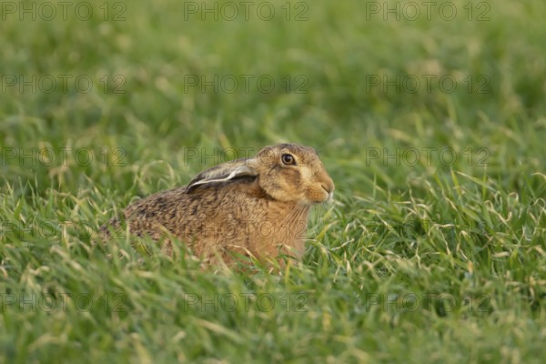 European brown hare (Lepus europaeus) adult animal in a farmland cereal field in springtime, England, United Kingdom