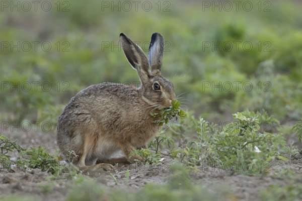 European brown hare (Lepus europaeus) adult animal eating a plant in a farmland field in summer, England, United Kingdom