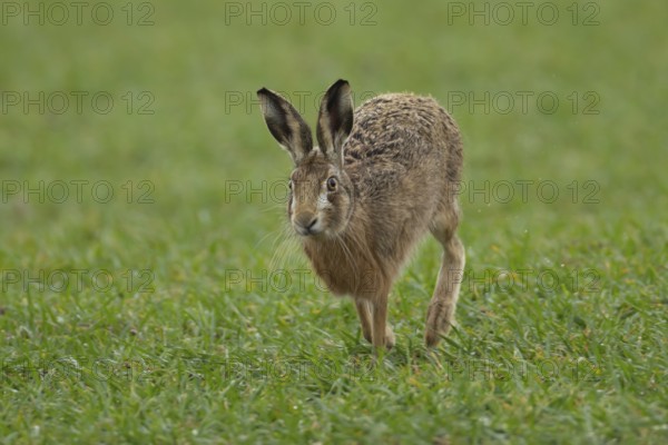 European brown hare (Lepus europaeus) adult animal running in a farmland cereal field in springtime, England, United Kingdom