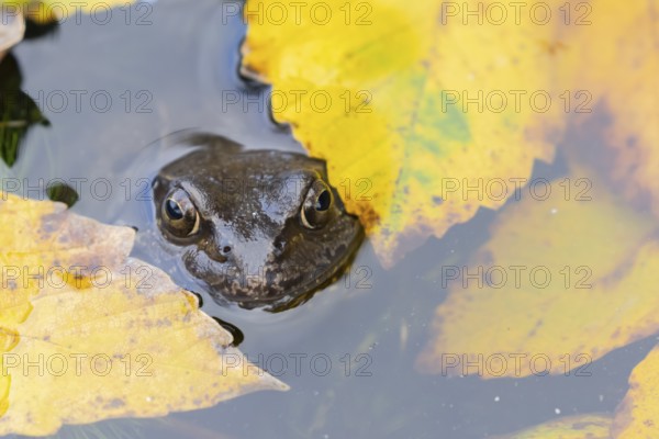 Common frog (Rana temporaria) adult amphibian on the water surface of a pond with fallen autumn leaves, England, United Kingdom