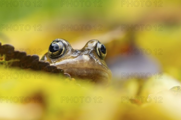 Common frog (Rana temporaria) adult amphibian amongst fallen autumn leaves, England, United Kingdom