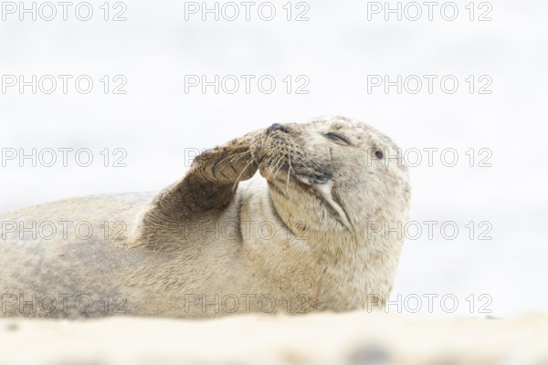 Common or Habor seal (Phoca vitulina) adult animal resting on the sand of a beach, England, United Kingdom