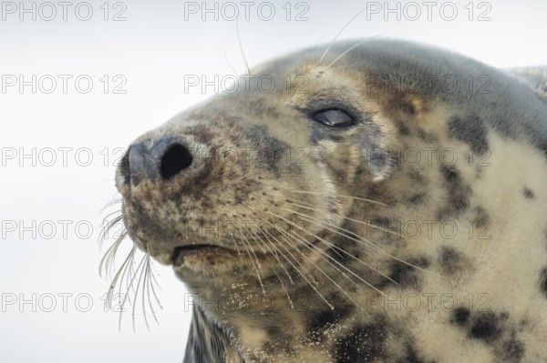 Atlantic grey seal (Halichoerus grypus) adult animal head portrait, England, United Kingdom