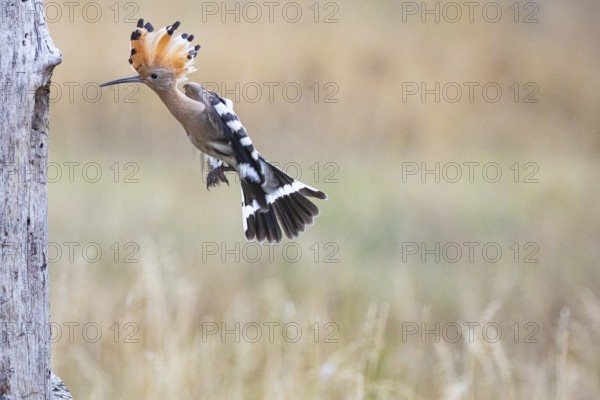 Hoopoe (Upupa epopa) Hungary