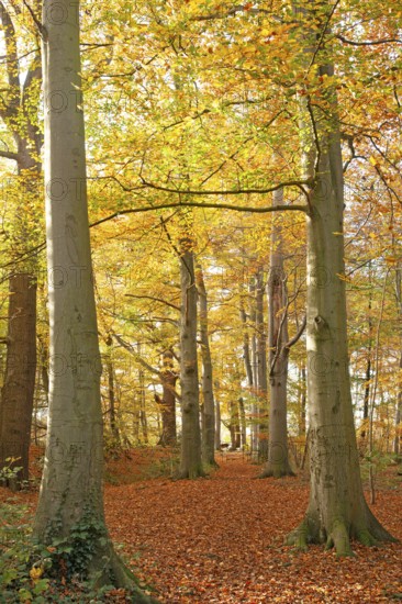 Autumn foliage, Stikelkamper Wald, Leer District, East Frisia, Lower Saxony, Germany