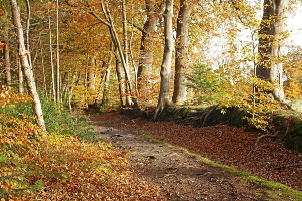 Autumn foliage, Stikelkamper Wald, Leer District, East Frisia, Lower Saxony, Germany