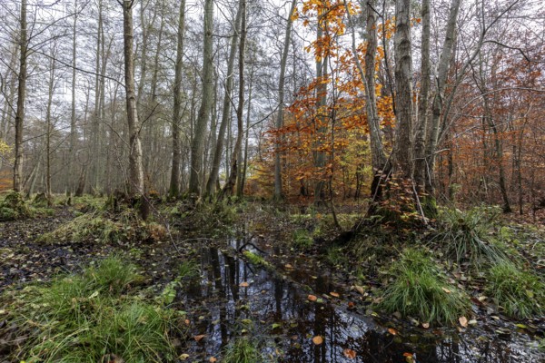 Moorland in the pristine Darßwald, autumn colors, Darß, Fischland-Darß-Zingst, Western Pomerania Lagoon Area National Park, Mecklenburg-Western Pomerania, Germany