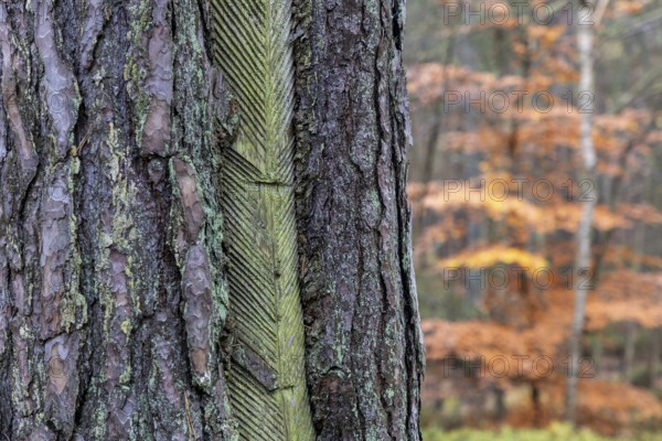 Pine tree (Pinus) with cut-in resin conductive chips, resin extraction until 1990, Darßwald, Darß, Fischland-Darß-Zingst, National Park Vorpommersche Boddenlandschaft, Mecklenburg-Vorpommern, Germany