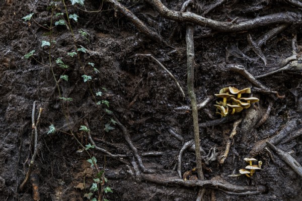 Mushrooms grow from the roots of a fallen tree, Darßwald, Darß, Fischland-Darß-Zingst, Western Pomerania Lagoon Area National Park, Mecklenburg-Western Pomerania, Germany