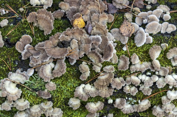 Tree fungus, Split Gill (Schizophyllum commune), on dead tree trunk, Darßwald, Darß, Fischland-Darß-Zingst, National Park Vorpommersche Boddenlandschaft, Mecklenburg-Vorpommern, Germany