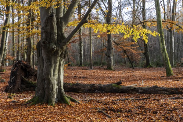 Autumn forest, autumn-colored trees, Darßwald, Darß, Fischland-Darß-Zingst, Western Pomerania Lagoon Area National Park, Mecklenburg-Western Pomerania, Germany