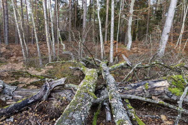 Dead tree trunks with tree fungi, Split Gill (Schizophyllum commune), lying on forest floor, Darßwald, Darß, Fischland-Darß-Zingst, National Park Vorpommersche Boddenlandschaft, Mecklenburg-Vorpommern, Germany