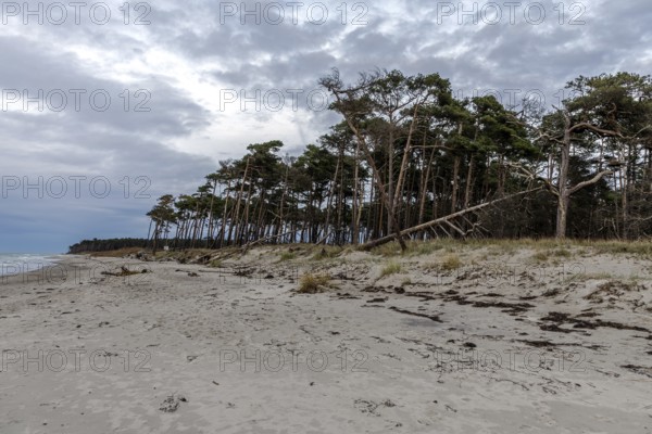 Weststrand Darß, Baltic Sea, Fischland-Darß-Zingst, Western Pomerania Lagoon Area National Park, Mecklenburg-Western Pomerania, Germany