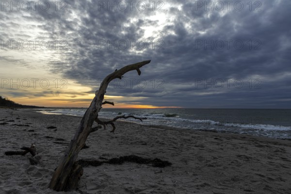 Dead tree on the beach, dramatic clouds, evening light, sunset, Weststrand Darß, Baltic Sea, Fischland-Darß-Zingst, Western Pomerania Lagoon Area National Park, Mecklenburg-Western Pomerania, Germany