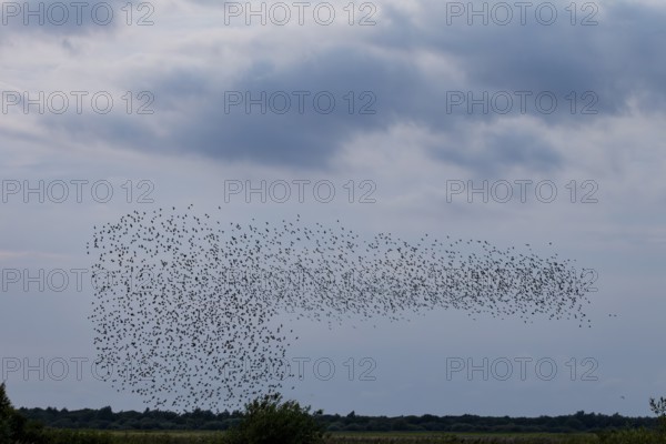 More and more starlings (Sturnus vulgaris) gather at the roost and begin to form formations, autumn migration, spring migration, bird migration, assembly point, flight formation, Germany