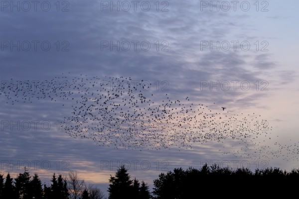 Flock of starlings (Sturnus vulgaris) directly above the roost, flock of birds, autumn migration, spring migration, bird migration, assembly point, flight formation, Germany