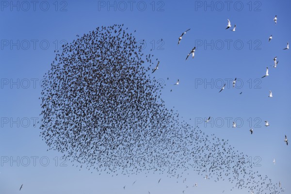 A flock of starlings (Sturnus vulgaris) as well as storm petrels (Larus canus) and black-headed gulls (Chroicocephalus ridibundus) form a large flight formation in the blue sky, autumn migration, spring migration, bird migration, assembly point, flight formation, Germany