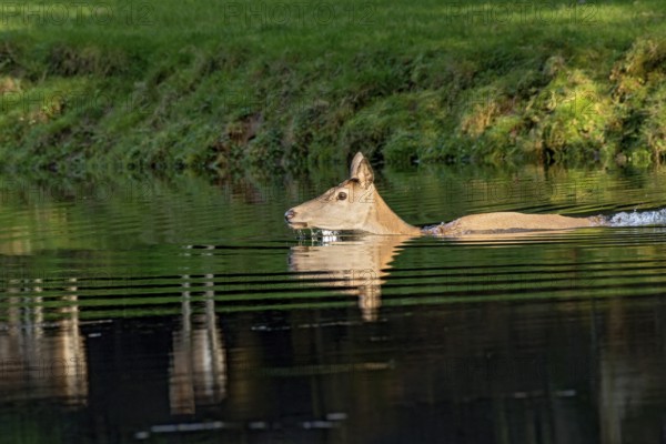 Female red deer (Cervus elaphus), wild deer, doe bathing, swimming on the bank of a pond at the edge of the forest, reflection in the evening light, Vogelsberg, Kälberbachteich, Büdingen Wildlife Park, Wetterau, Hesse, Germany