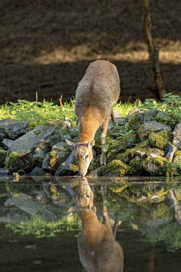 European mouflon (Ovis gmelini musimon), female, mouflon, mouflon drinking water from pond on basalt rock bank at forest edge, reflection in evening light, Vogelsberg, Kälberbachteich, Wildpark Büdingen, Wetterau, Hesse, Germany
