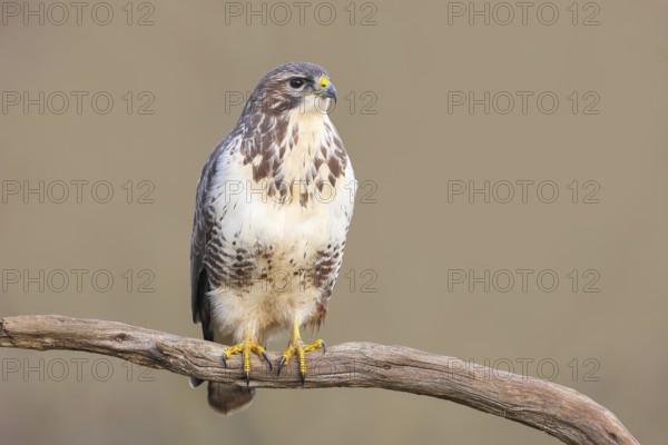 Buzzard (Buteo buteo) sitting attentively on a branch, wildlife, animals, birds, bird of prey, nature photography, Siegerland, North Rhine-Westphalia, Germany