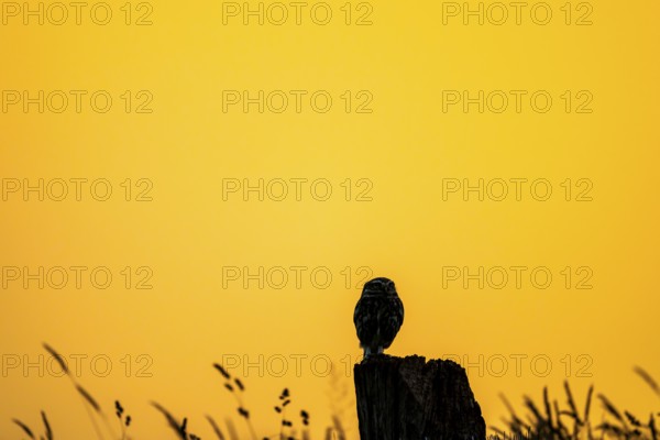 The silhouette of an owl Little Owl (Athene noctua) stands out clearly against a yellow, expansive sunset sky, a single owl silhouetted against a warm, orange sky, Wiehengebirge, Lower Saxony, Germany