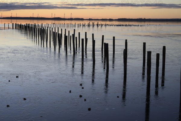 Row of posts over calm water at dusk, deep blue tones, wooden posts, boat dock posts run into the water at sunset, quiet atmosphere, Dümmer See, Lembruch, Lower Saxony, Germany